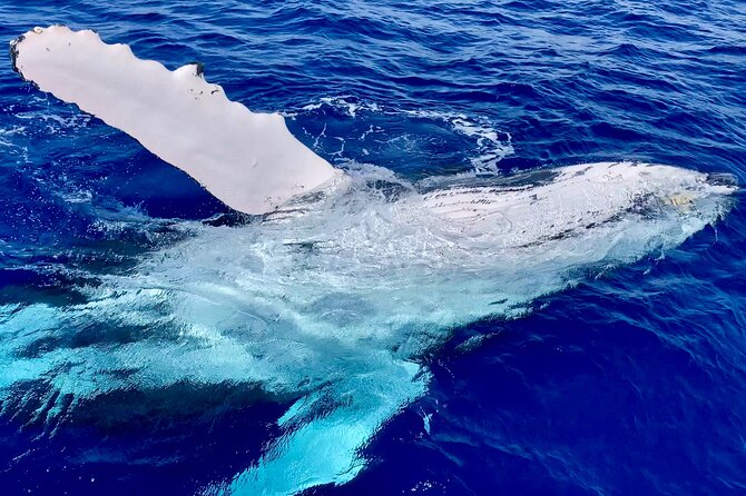 2 Hour Prime Time Maui Whale Watching - Learning what the whales are doing
