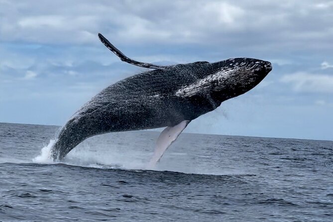 2 Hour Prime Time Maui Whale Watching - Comfort, seasickness, and the no-restroom reality