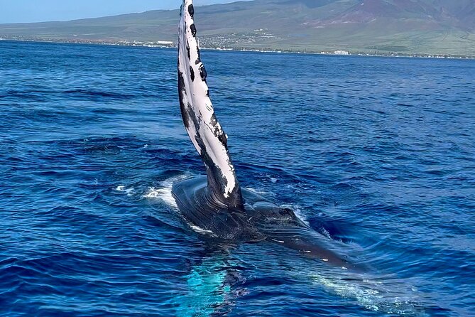 2 Hour Prime Time Maui Whale Watching - The value of a two-hour wildlife trip