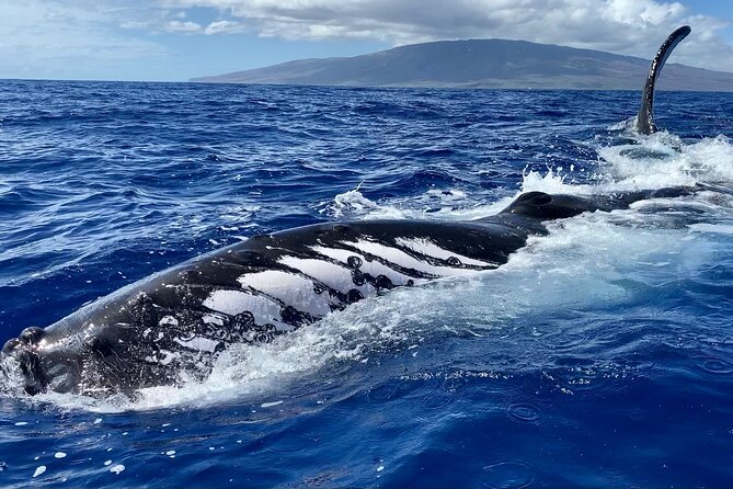 2 Hour Prime Time Maui Whale Watching - Who should book this excursion