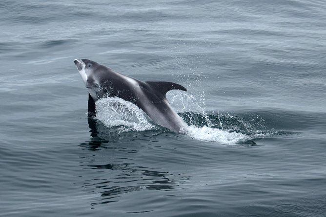 2-Hour RIB Boat Whale Watching Tour from Reykjavik - Searching for whales in the feeding grounds