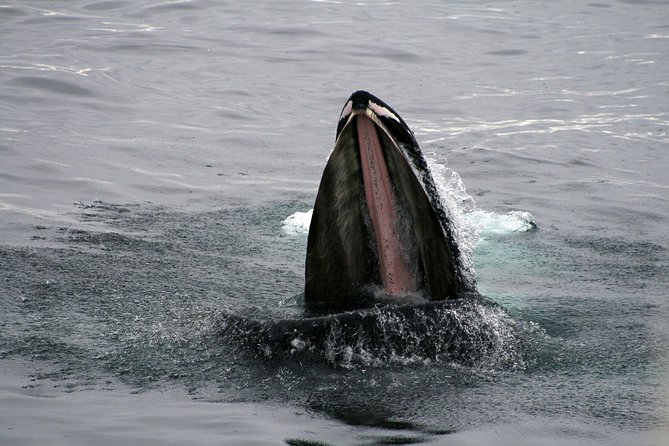 2-Hour RIB Boat Whale Watching Tour from Reykjavik - Returning along the Reykjavik coast