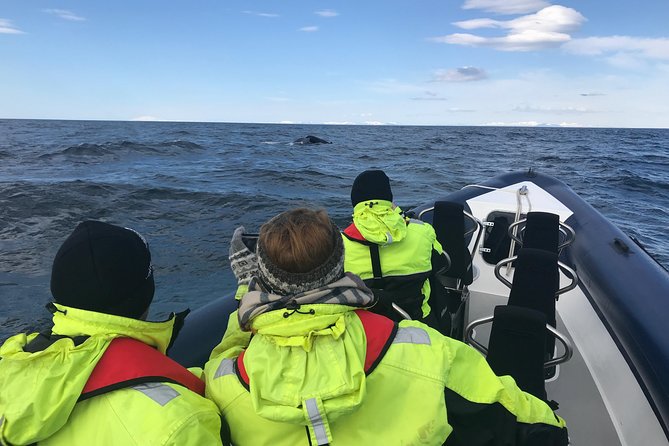2-Hour RIB Boat Whale Watching Tour from Reykjavik - Is $189.87 a fair price?