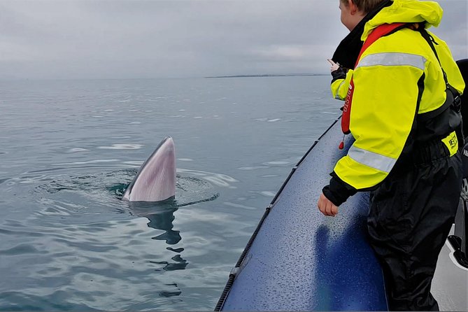 2-Hour RIB Boat Whale Watching Tour from Reykjavik - The ride out, with Esja in view