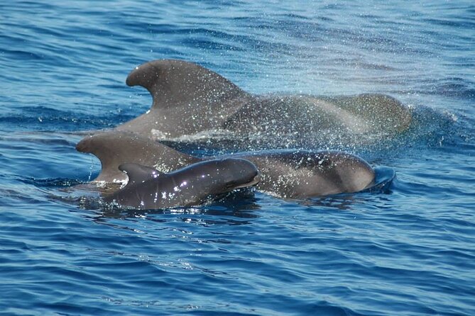 2 hour trip to see whales dolphins puerto colon adeje - Why this short Tenerife boat trip works