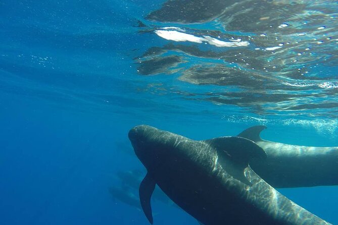 2 hour trip to see whales dolphins puerto colon adeje - Meeting the tropical calderones