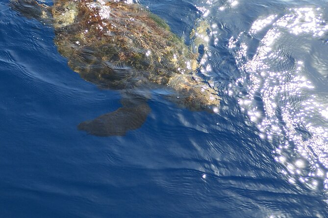 2 hour trip to see whales dolphins puerto colon adeje - Dolphins and turtles are possible, not promised