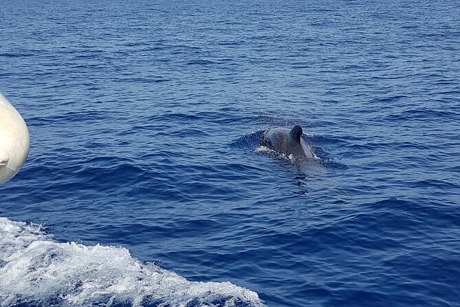 2 hour trip to see whales dolphins puerto colon adeje - What the crew adds to the two hours