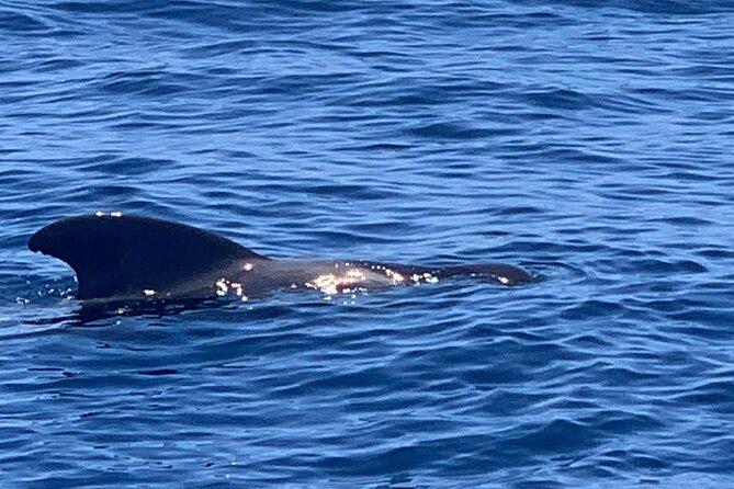 2 hour trip to see whales dolphins puerto colon adeje - Is $43.45 good value?