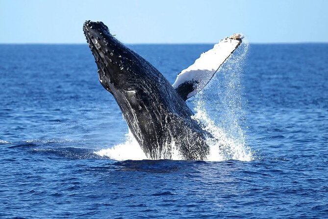 2 Hour Waikiki Whale Watching Cruise from Oahu - Leaving from Ala Moana for Waikiki’s open water