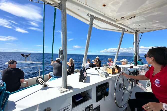 2 Hour Waikiki Whale Watching Cruise from Oahu - What the whale search is really like