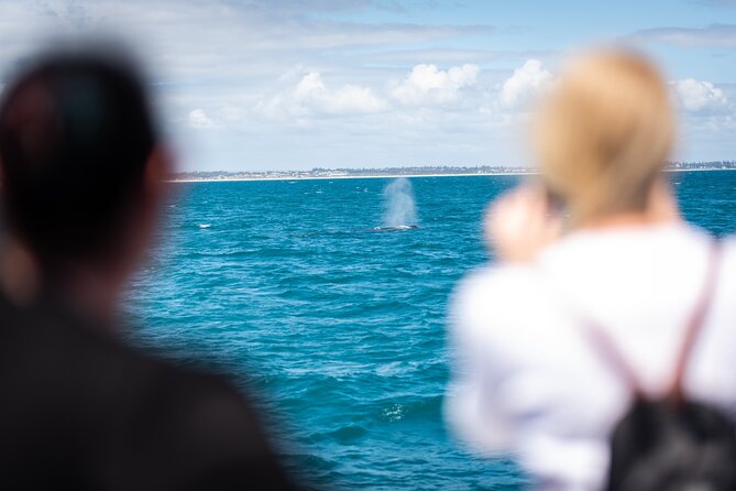 2 Hour Whale-Watching Cruise from Hillarys Boat Harbour - Rough seas, sea sickness, and what to bring
