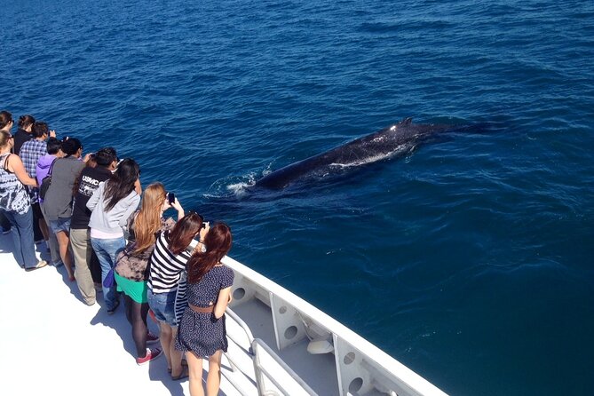 2 Hour Whale-Watching Cruise from Hillarys Boat Harbour - Is the $55.94 price good value?