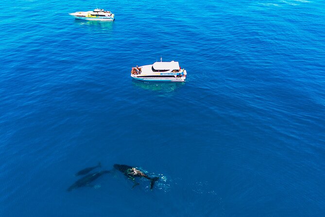 2 Hour Whale-Watching Cruise from Hillarys Boat Harbour - Timing your trip around the migration