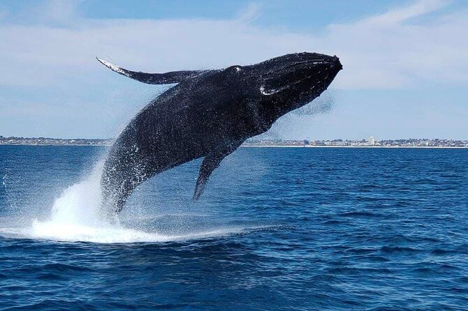2 Hour Whale-Watching Cruise from Hillarys Boat Harbour - What the marine biologist adds