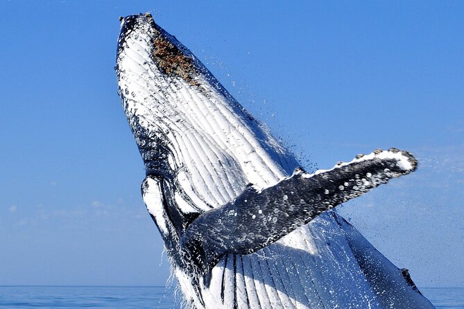2 hour whale watching experience departing Hillarys Boat Harbour - Key points before you book