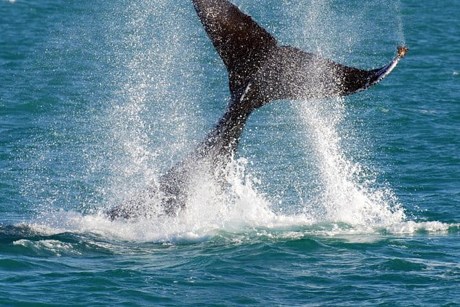 2 hour whale watching experience departing Hillarys Boat Harbour - Why the marine scientist adds real value