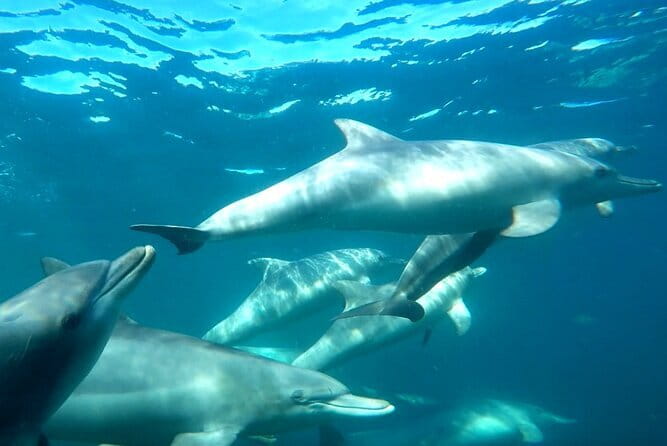 2 hour whale watching experience departing Hillarys Boat Harbour - The motion sickness question