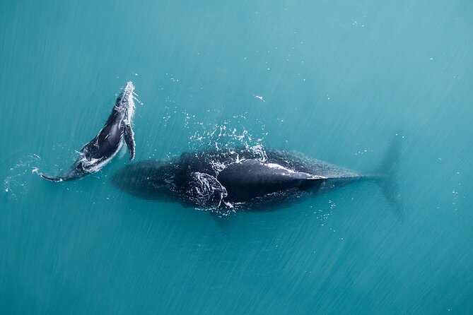 2 hour whale watching experience departing Hillarys Boat Harbour - The first minutes on the water
