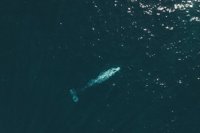 2 Hour Whale Watching Kayak Tour for Two - What the $119 price really gets you
