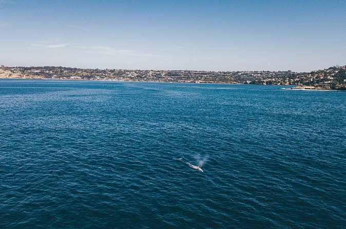 2 Hour Whale Watching Kayak Tour for Two - Paddling two miles west into the reserve