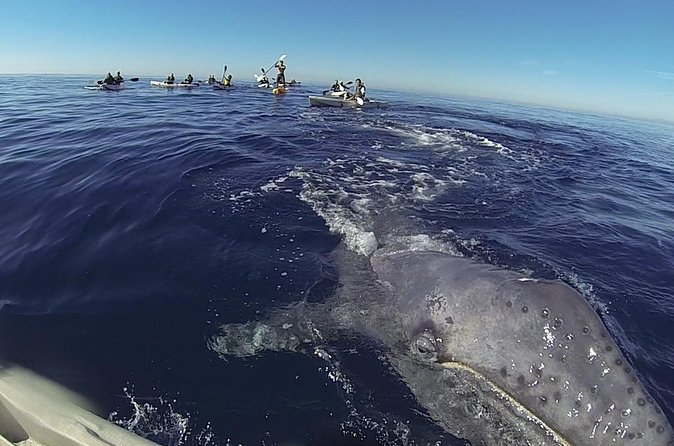 2 Hour Whale Watching Kayak Tour for Two - Whale watching when nature sets the schedule