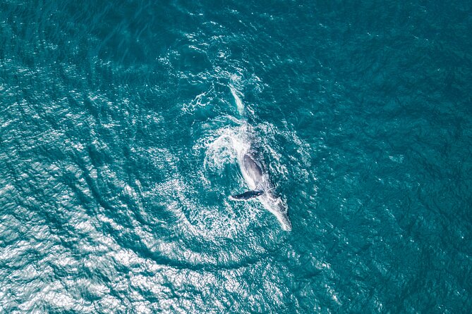 2 Hour Whale Watching Kayak Tour for Two - The guides shape the whole experience