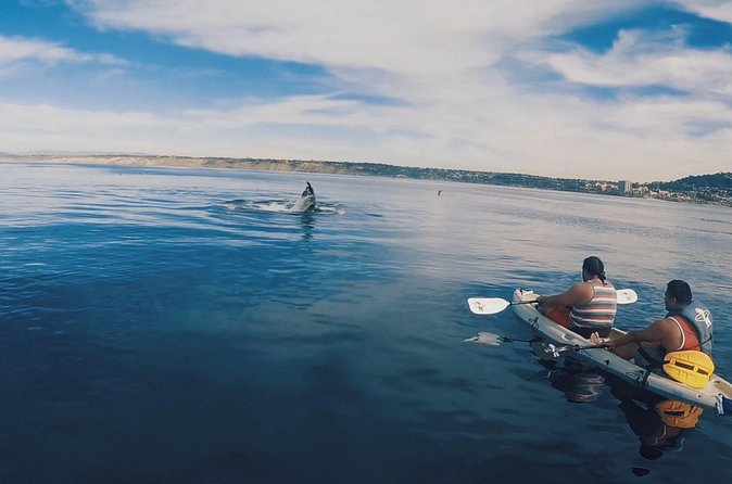 2 Hour Whale Watching Kayak Tour for Two - What happens during the breaks