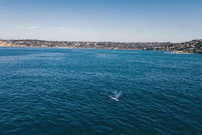 2 Hour Whale Watching Kayak Tour for Two - Conditions, gear, and physical demands