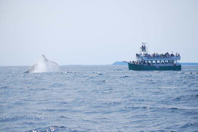 2 Hours Guided Whale and Bird Boat Tour in Bay Bulls - From Bay Bulls to the Witless Bay islands