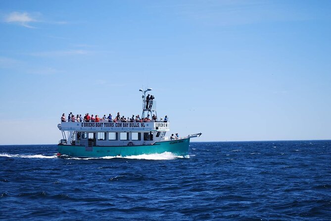 2 Hours Guided Whale and Bird Boat Tour in Bay Bulls - What two hours feels like on the water