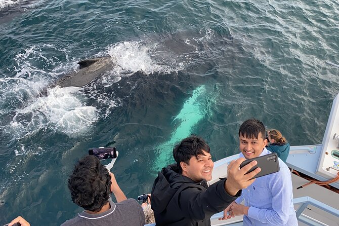 2 Hours Guided Whale and Bird Boat Tour in Bay Bulls - Is the tour good value?
