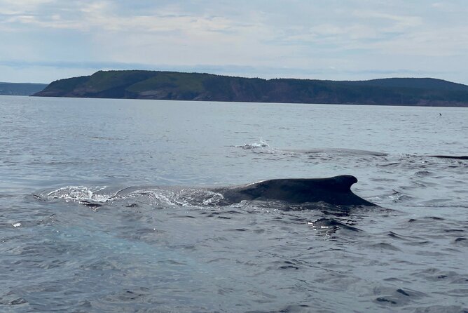 2 Hours Guided Whale and Bird Boat Tour in Bay Bulls - Why the bird colonies are the real star