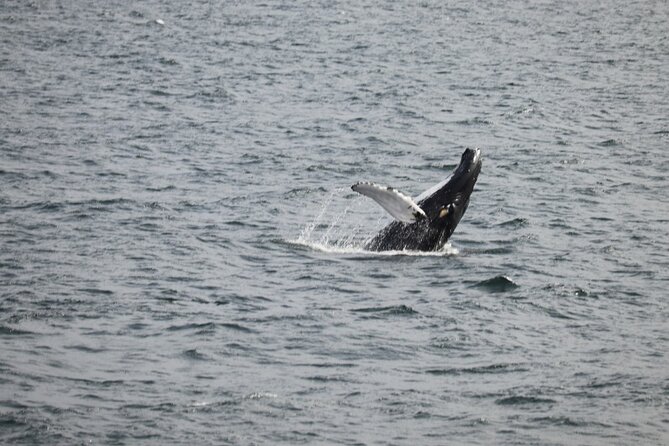 2 Hours Whale Watching Express Adventure - Key points to know before you sail