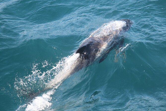 2 Hours Whale Watching Express Adventure - The first minutes on the water