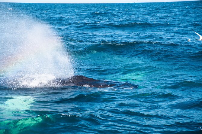 2 Hours Whale Watching Express Adventure - Why the free return ticket matters