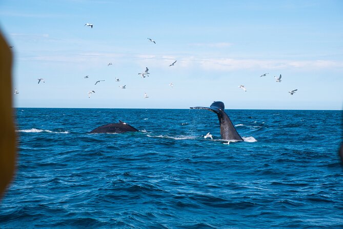 2 Hours Whale Watching Express Adventure - Staying warm on a North Atlantic boat