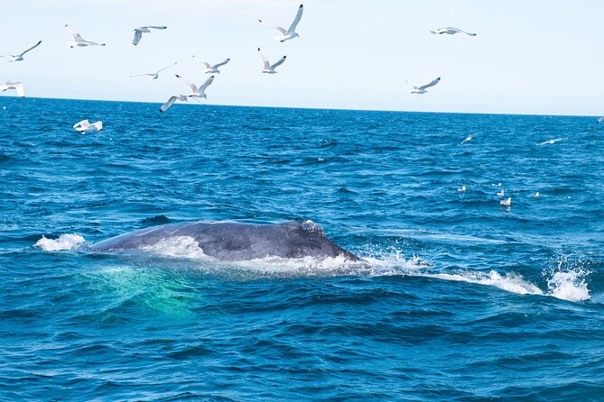 2 Hours Whale Watching Express Adventure - Booking, cancellation, and practical value