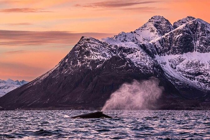 24hr Northern Lights & Whale Watching Cruise - Meals, coffee, and the Panorama lounge