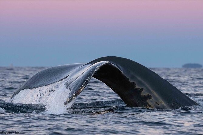 24hr Northern Lights & Whale Watching Cruise - Who should book this cruise?