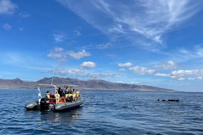 2h Dolphin and Whale Viewing + Snorkeling Tour - Key points before you book