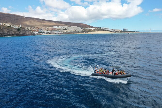 2h Dolphin and Whale Viewing + Snorkeling Tour - A small boat with a big view