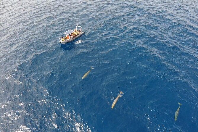 2h Dolphin and Whale Viewing + Snorkeling Tour - The fast return along Morro Jable