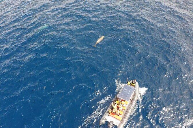 2h Dolphin and Whale Viewing + Snorkeling Tour - Is $62.88 a fair price?