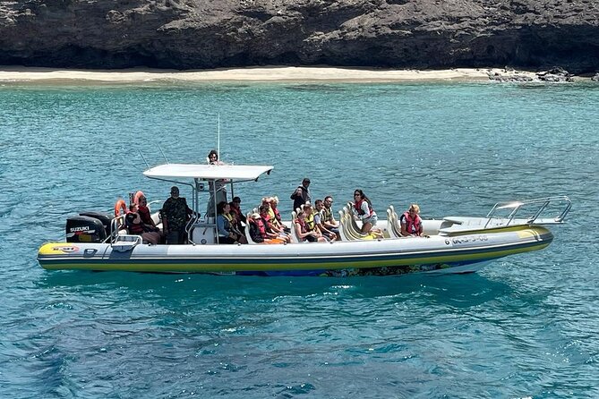 2h Dolphin and Whale Viewing + Snorkeling Tour - Searching for dolphins and whales