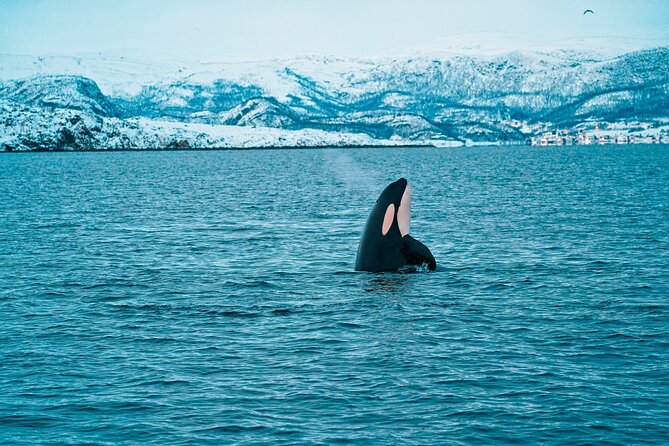 3.5-Hour Arctic Magic with Fjord and Whale Watching Adventure - Leaving the harbor for Altafjord