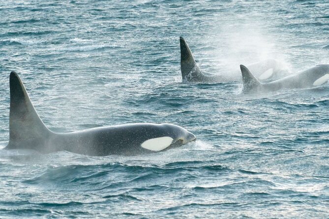3.5-Hour Arctic Magic with Fjord and Whale Watching Adventure - What the fjord views add to the trip
