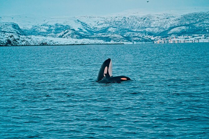 3.5-Hour Arctic Magic with Fjord and Whale Watching Adventure - The group size and onboard feel