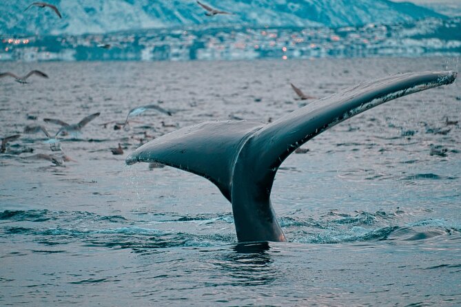 3.5-Hour Arctic Magic with Fjord and Whale Watching Adventure - Weather, cancellation, and planning advice