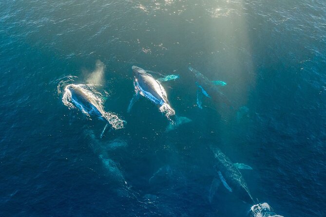 3.5-Hour Arctic Magic with Fjord and Whale Watching Adventure - Whale watching when the sea turns rough